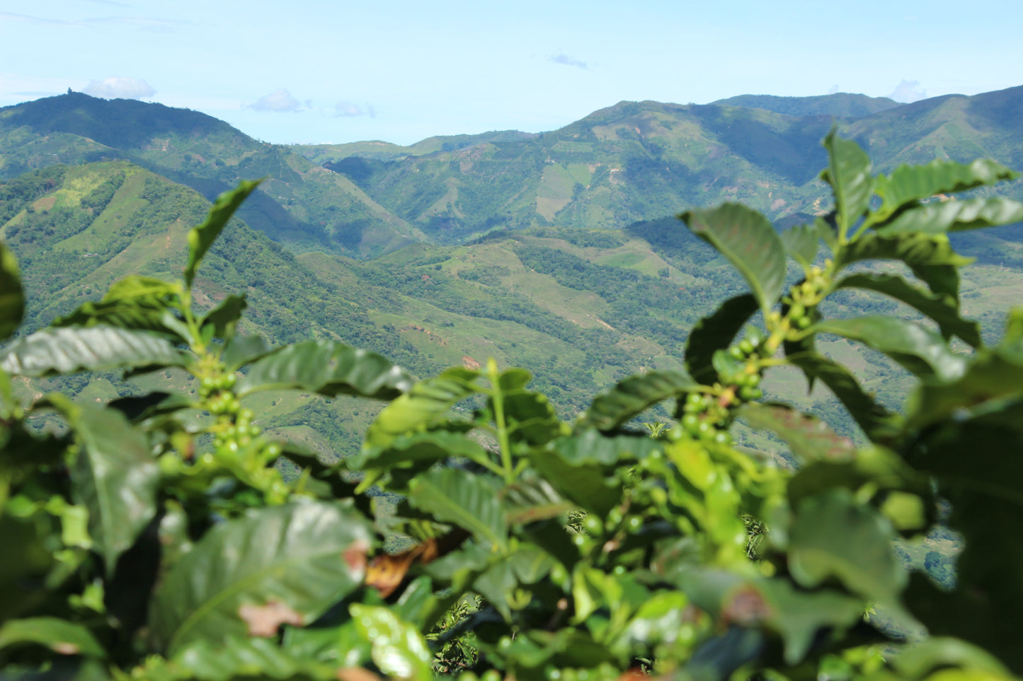 Ancestral | Single Origin Colombian Coffee