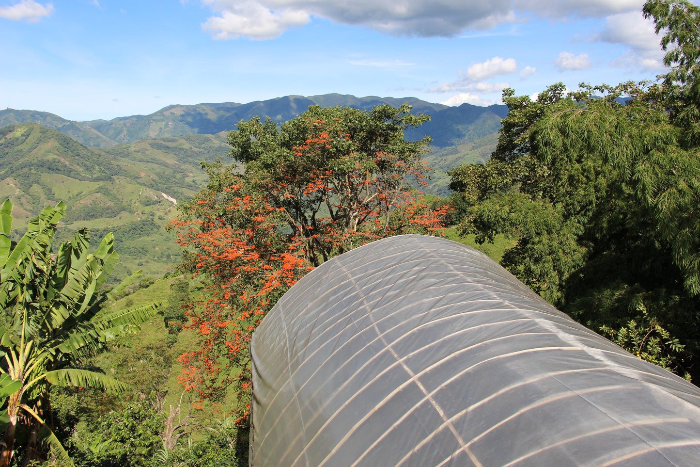 Ancestral | Single Origin Colombian Coffee