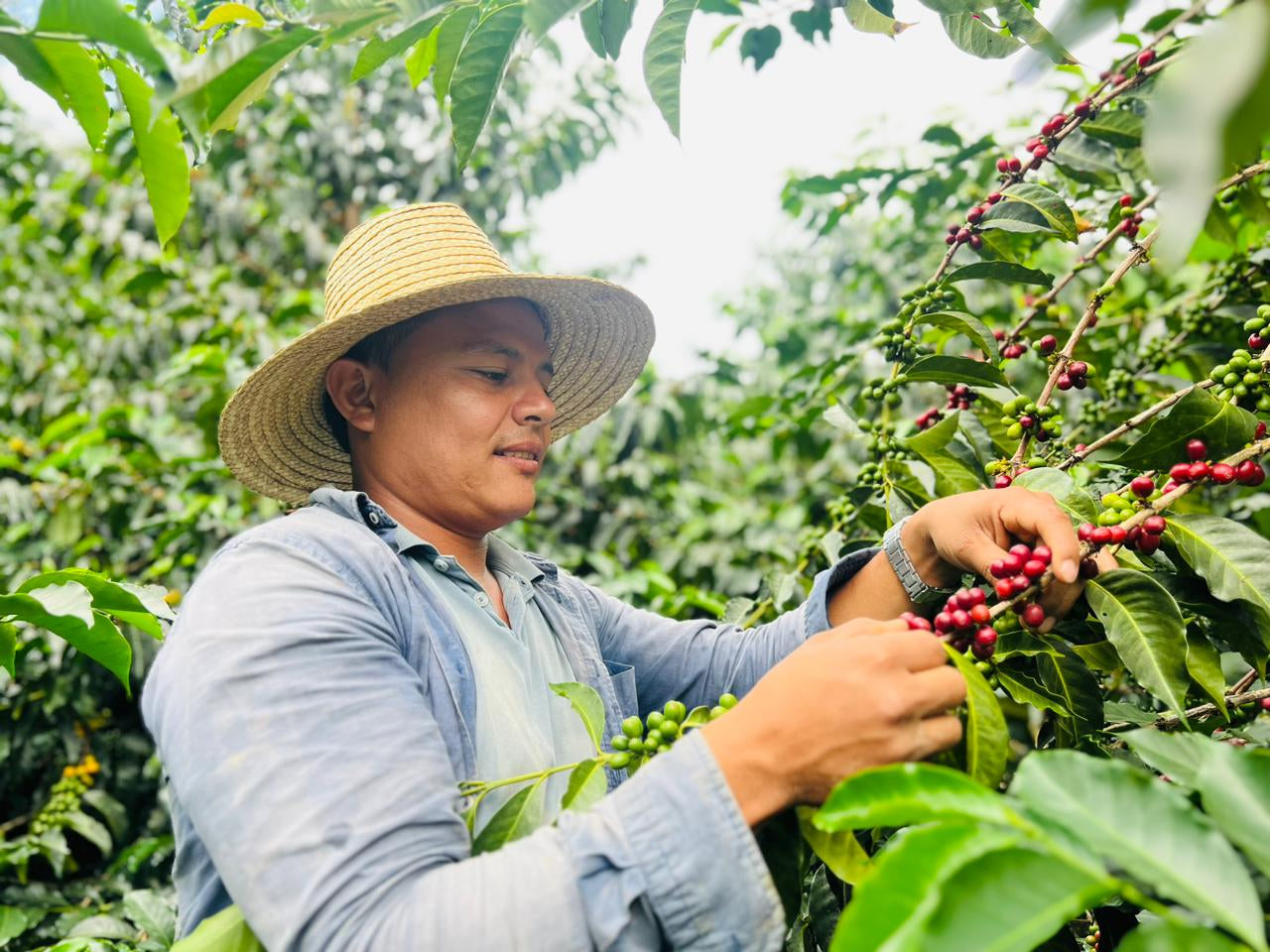 Ancestral | Single Origin Colombian Coffee