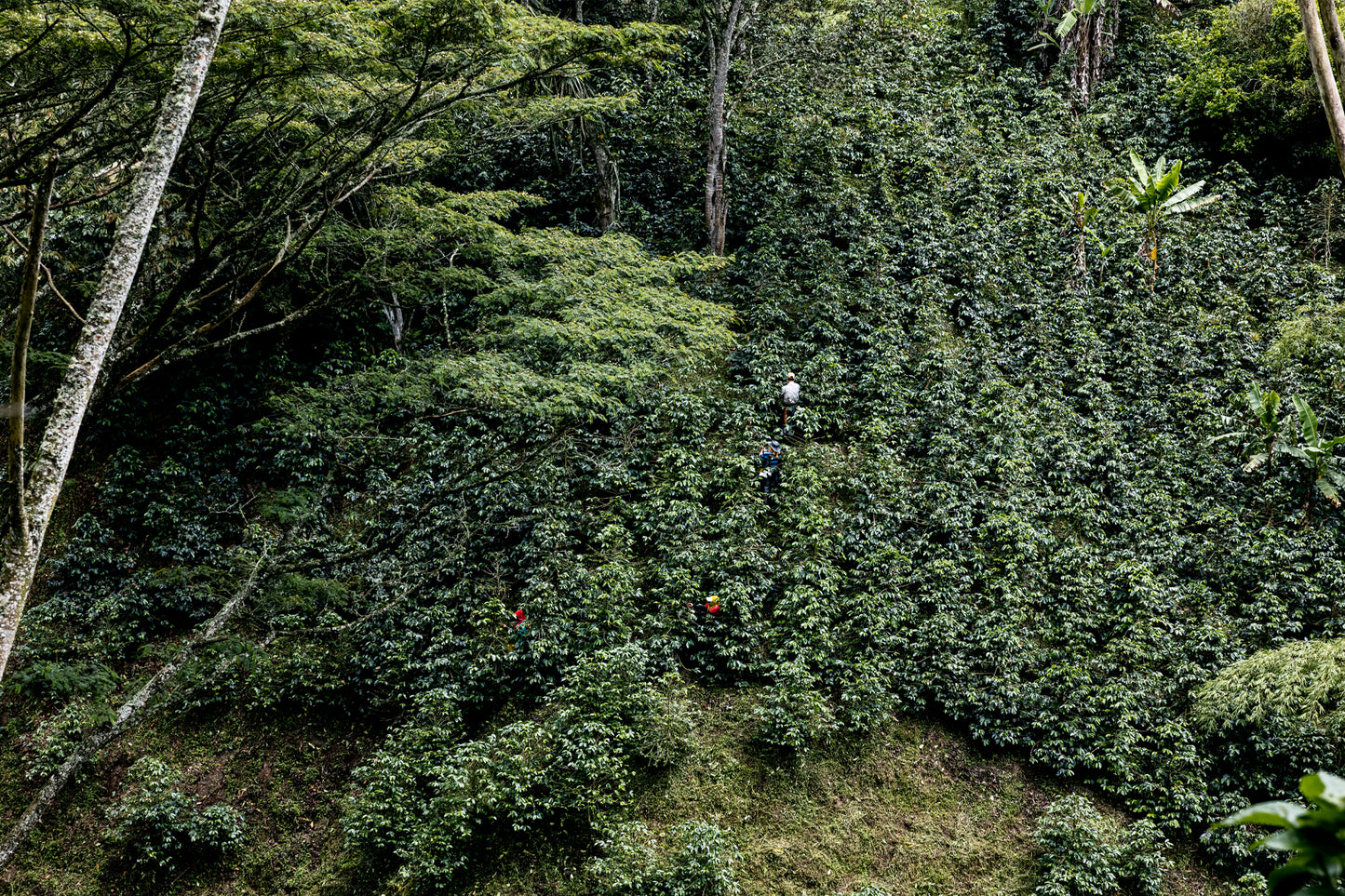 Ancestral | Single Origin Colombian Coffee
